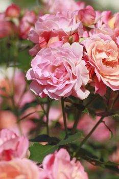 Close up   Beautiful  rose in a garden 