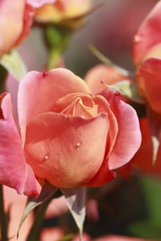 Close up   Beautiful  rose in a garden 