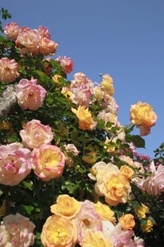 Close up   Beautiful  rose in a garden 