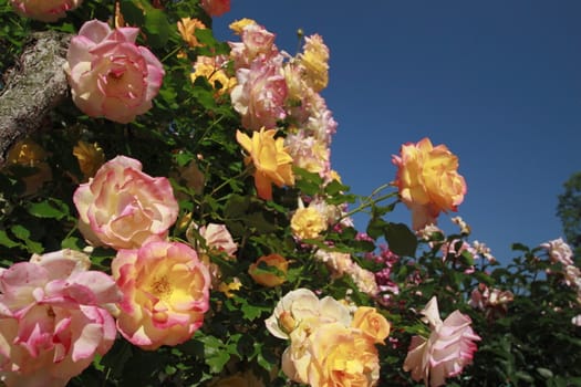 Close up   Beautiful  rose in a garden 