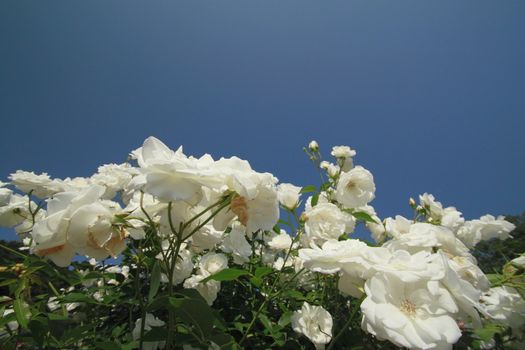 Close up   Beautiful  rose in a garden 