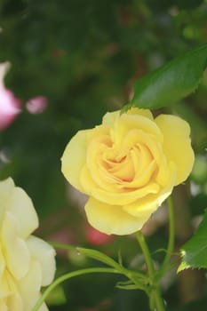 Close up   Beautiful  rose in a garden 