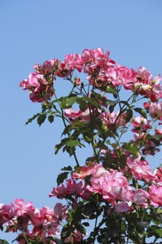 Close up   Beautiful  rose in a garden 