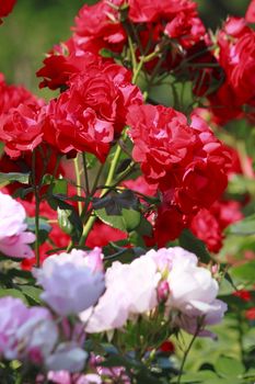 Close up   Beautiful  rose in a garden 