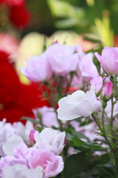 Close up   Beautiful  rose in a garden 