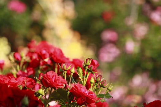 Close up   Beautiful  rose in a garden 