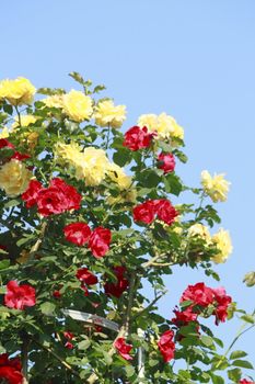 Close up   Beautiful  rose in a garden 