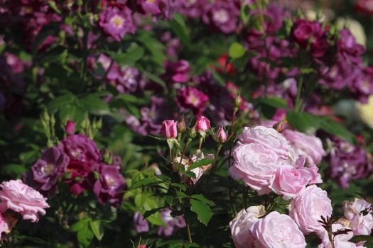 Close up   Beautiful  rose in a garden 