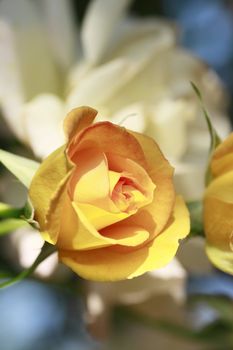 Close up   Beautiful  rose in a garden 