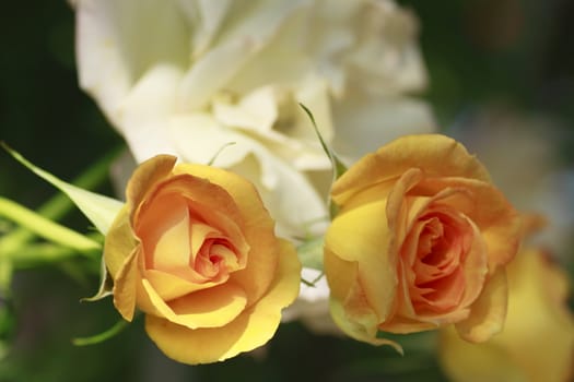 Close up   Beautiful  rose in a garden 