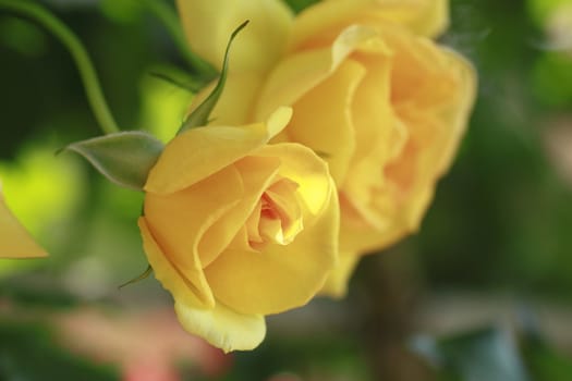 Close up   Beautiful  rose in a garden 