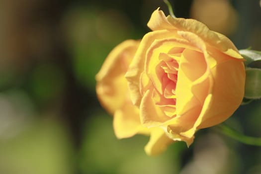 Close up   Beautiful  rose in a garden 