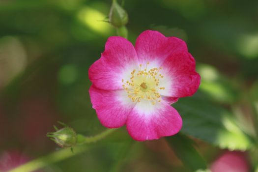 Close up   Beautiful  rose in a garden 