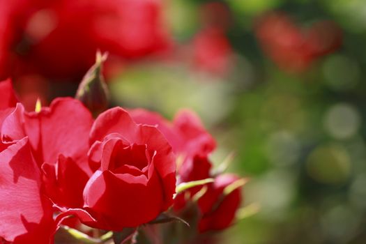 Close up   Beautiful  rose in a garden 