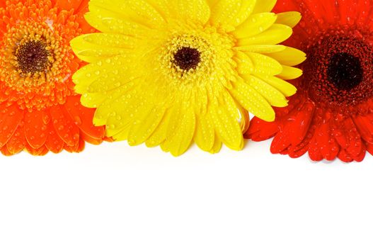 Red, Orange and Yellow gerbera flowers with water droplets closeup as frame