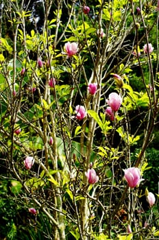 Magnolia flower, Pink flower in forest