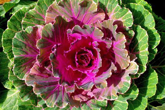 Nice colorful cabbage close up