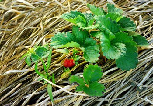 Strawberry in the farm