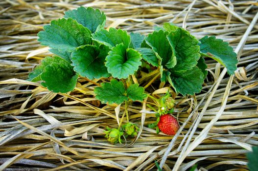 Strawberry plants in the farm