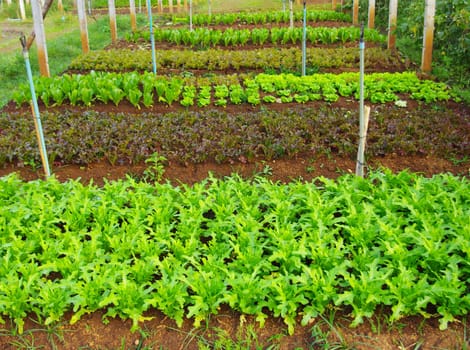 Vegetable farming