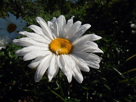 Leucanthemum vulgare. Widespread flowering plant native to Europe and the temperate regions of Asia.    