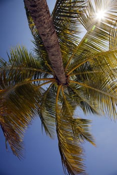 Sun shines through the fronds of a coconut tree