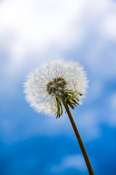 fluffy dandelion against blue sky