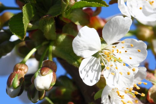 white fruit blossoming flowers in spring