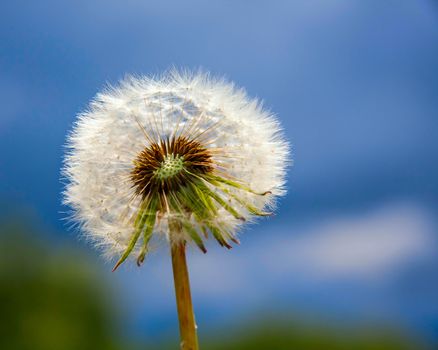 fluffy dandelion against blue sky