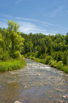 river streaming through forest and wilderness