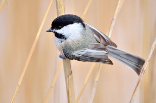 Chickadee perched on a reed in a swamp.