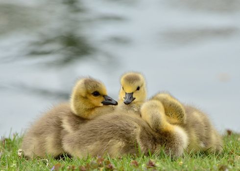 Canada Goose goslings sitting in the grass next to a pond.
