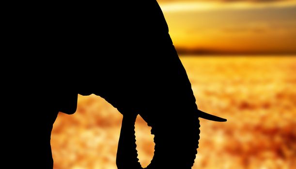 Silhouette of the head of an African elephant