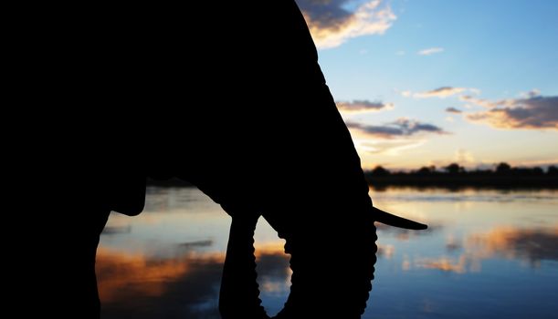 Silhouette of the head of an African elephant