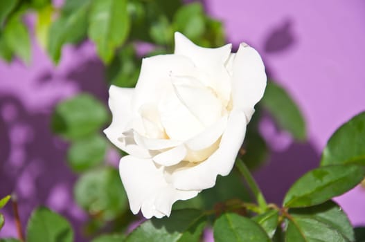 white rose on violet background