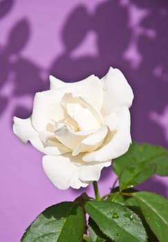 white rose on violet background