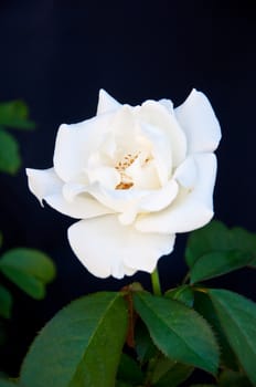 white rose on black background