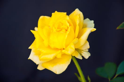 Yellow rose on black background