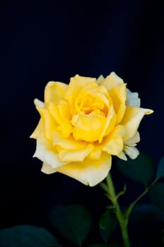 yellow rose on black background