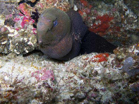 The giant moray is widespread in the Indo-Pacific region, being found in the Red Sea and East Africa, the Pitcairn group, north to the Ryukyu and Hawaiian islands, south to New Caledonia, Fiji and the Austral Islands.  This is a large eel, reaching up to 300 cm (10.0 ft) in length and 30 kg (66.1 lbs) in weight.