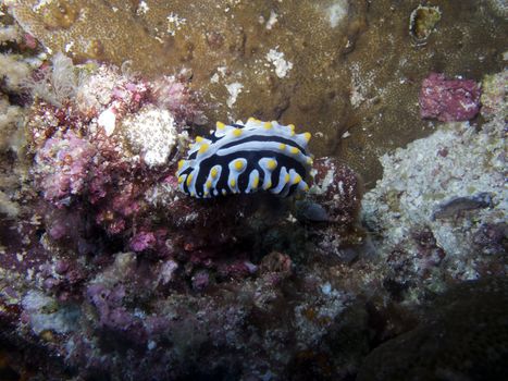 Nudibranch on a coral.  Nudibranch (Phyllidia varicosa) a large species that can be distinguished by its numerous (3 to 6), longitudinal, tuberculate notal ridges. The ridge and bases of the tubercles are a blue-grey colour. The tubercles are capped in yellow. The foot sole has a black longitudinal foot stripe.