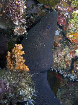 Giant moray eel (Gymnothorax javanicus)