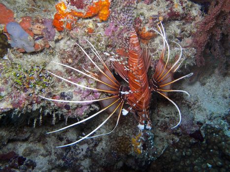 Lionfish are known for their venomous fin rays. Stings from this lionfish can cause  nausea, fever, breathing difficulties, convulsions, and sweating. It has also been known to cause death in some cases.







Spot fin Lionfish (Pterois antennata)