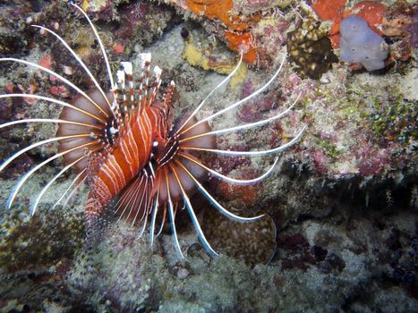 Lionfish are known for their venomous fin rays. Stings from this lionfish can cause  nausea, fever, breathing difficulties, convulsions, and sweating. It has also been known to cause death in some cases.