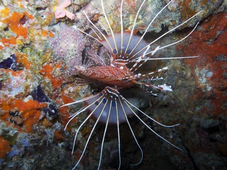 Lionfish are known for their venomous fin rays. Stings from this lionfish can cause  nausea, fever, breathing difficulties, convulsions, and sweating. It has also been known to cause death in some cases.