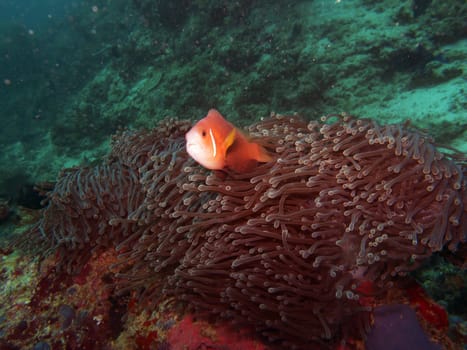 Maldives anemone fish peeking out from an anemone







Maldives anemone fish (Amphiprion nigripes)