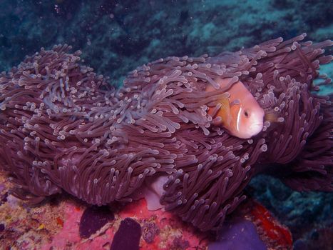 A clown fish peeks out from between the tentacles of an anemone.