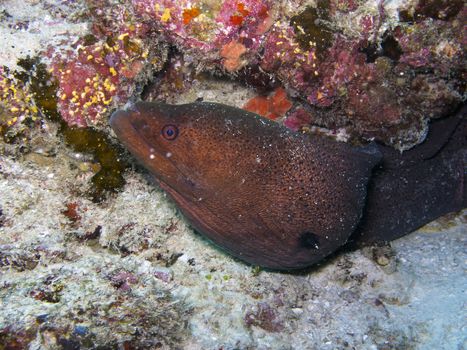 The giant moray is widespread in the Indo-Pacific region, being found in the Red Sea and East Africa, the Pitcairn group, north to the Ryukyu and Hawaiian islands, south to New Caledonia, Fiji and the Austral Islands.  This is a large eel, reaching up to 300 cm (10.0 ft) in length and 30 kg (66.1 lbs) in weight.