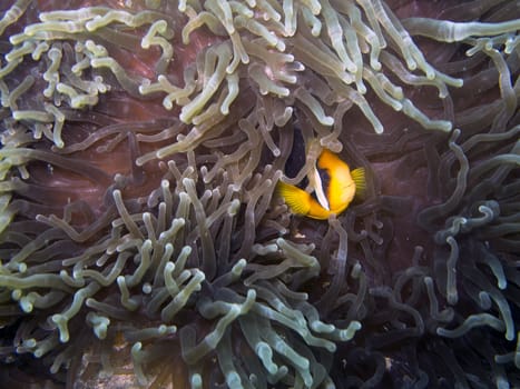 A clown fish peeks out from between the tentacles of an anemone.