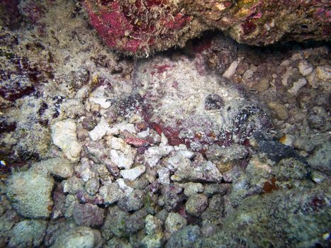 Perfectly camouflaged stone fish hides amongst rocks on the ocean floor.